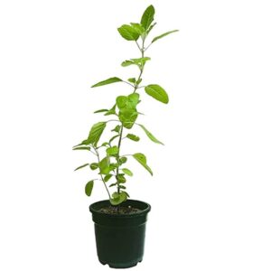 Tulsi