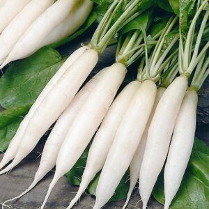 Radish (Mooli) Seeds - 15-25 gms