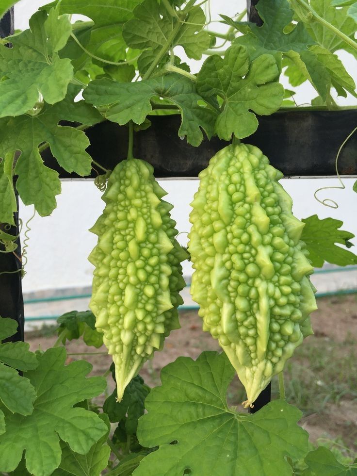 Bitter Gourd Seeds 10-25 gms