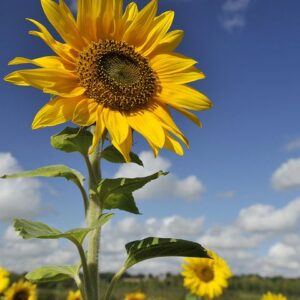 Sunflower Seeds 15-25 gms