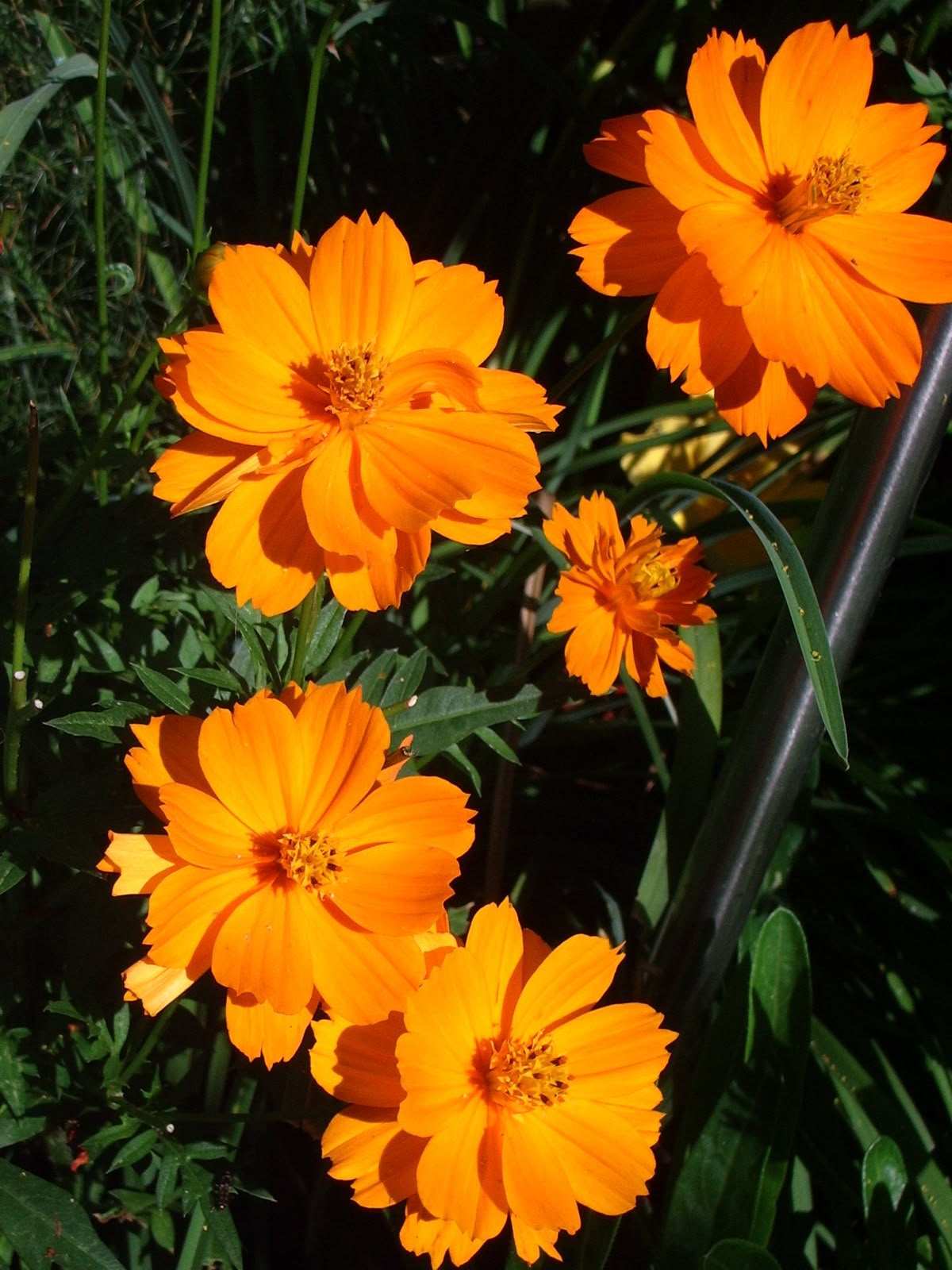 Cosmos Seeds 15-25 gms
