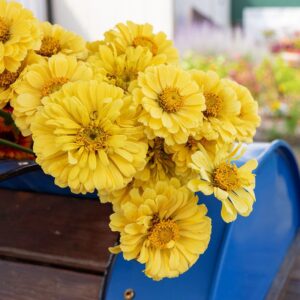 Zinnia Seeds 15-25 gms