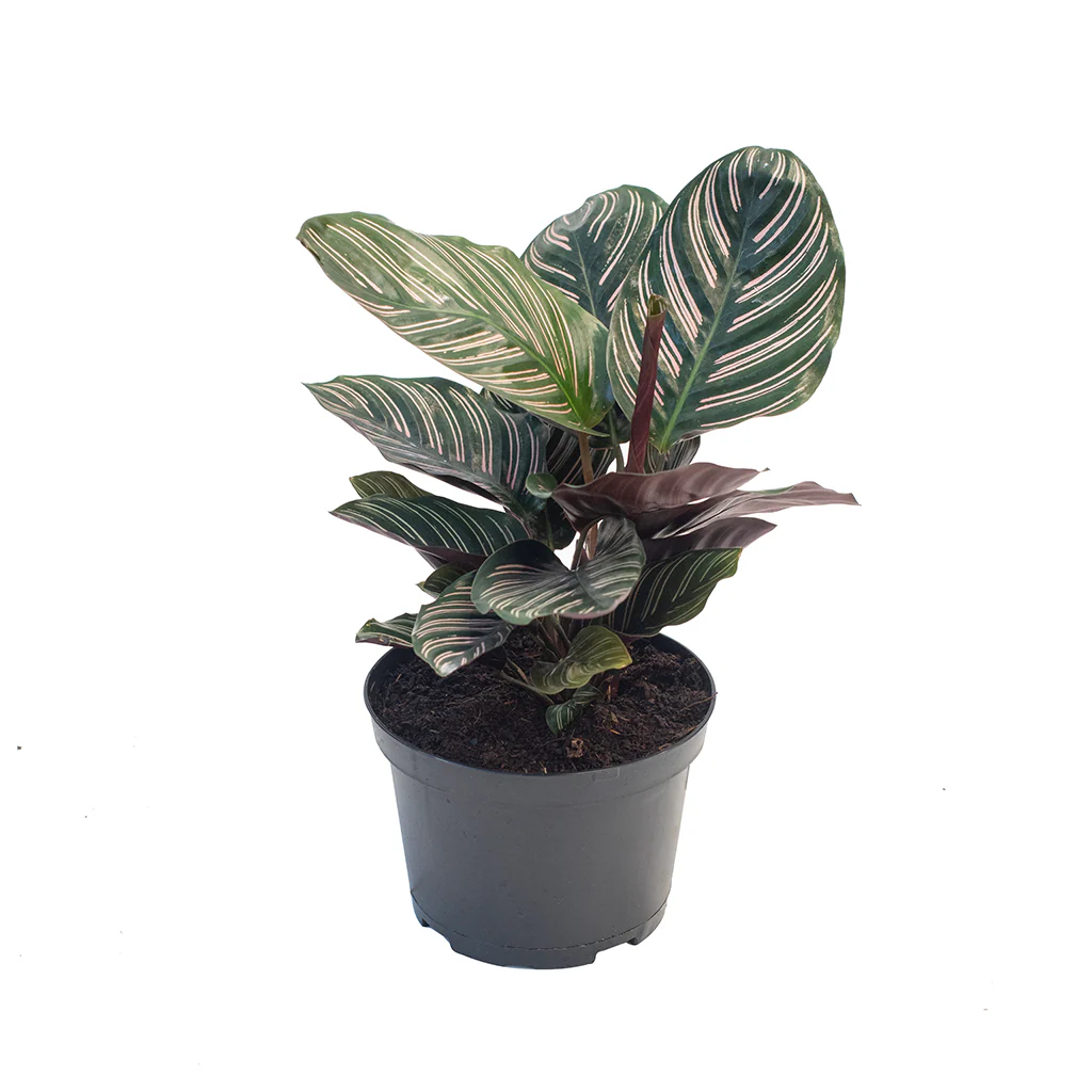Calathea