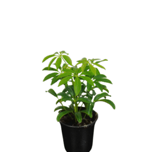 Schefflera - Umbrella Tree