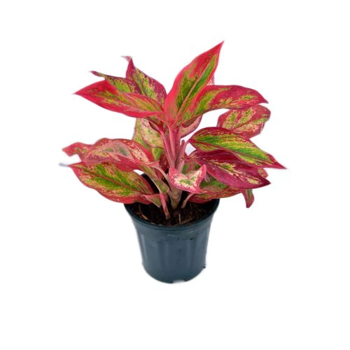 Aglaonema