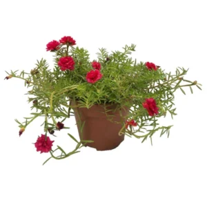 Portulaca