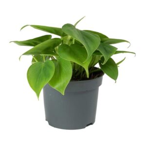 Philodendron