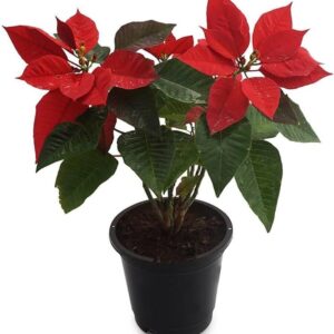 Poinsettia