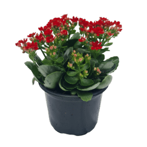 Kalanchoe