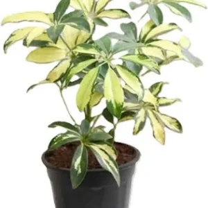 Schefflera Variegated  - Umbrella Tree