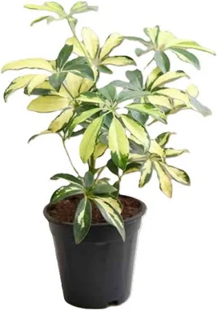 Schefflera Variegated - Umbrella Tree